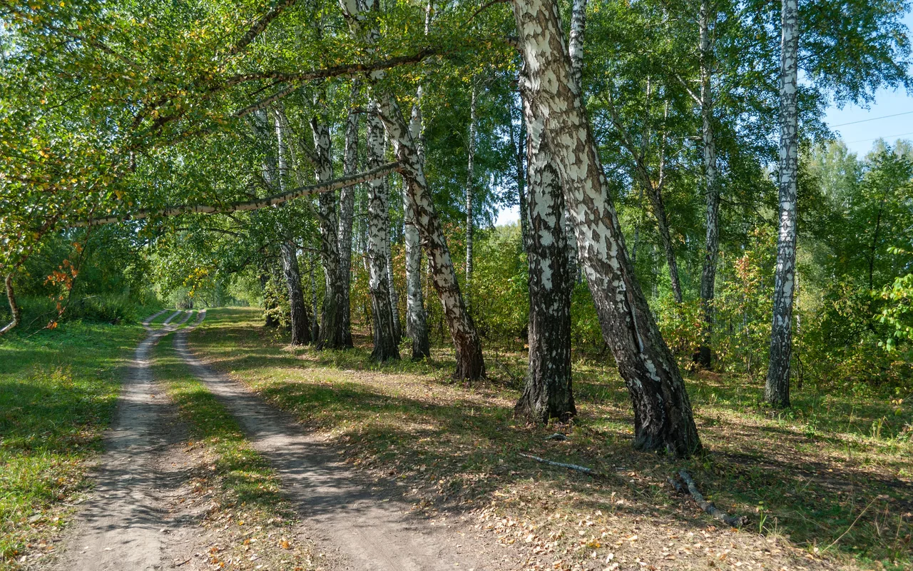 Грунтовая дорога через берёзы к загородной площадке